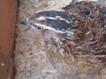 Inquisitive male quail