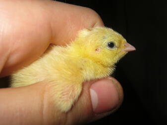 quail chick