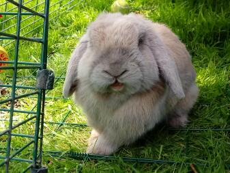 my lovley mini lop