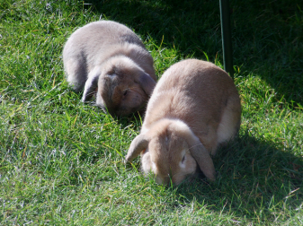 They love their grass!