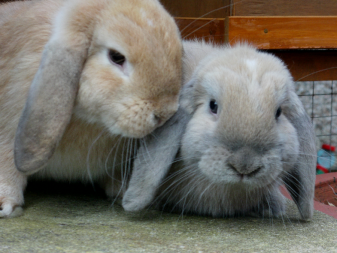 Two Little Mini Lops