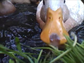 Close up of duck