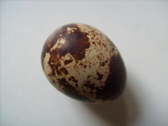 Egg