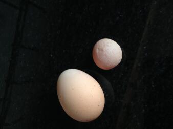 These eggs were from the same hen on the same day