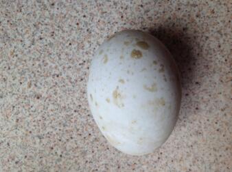 Blue speckled duck egg