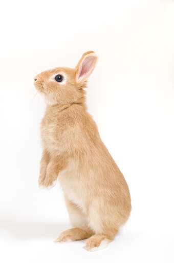 A netherland dwarf rabbit standing tall on it's back feet