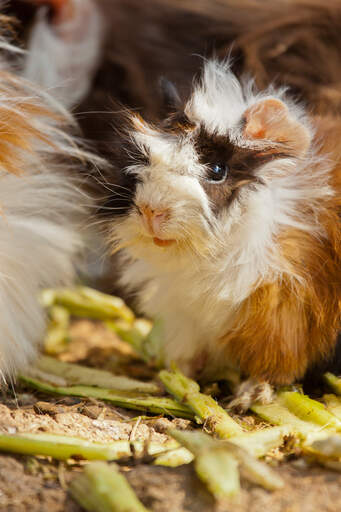 A lovely little abyssinian guinea pig with long scruffy fur