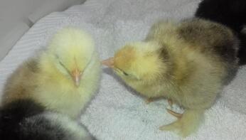 Pekin Chicks - 2 days old