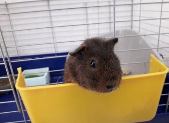 Guinea pig in cage