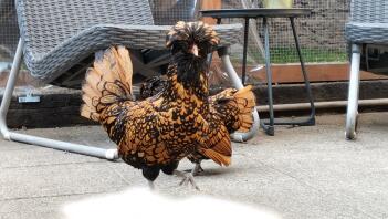 A polish chicken on a patio