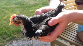 Ancona chick 6 weeks . Cockerel 