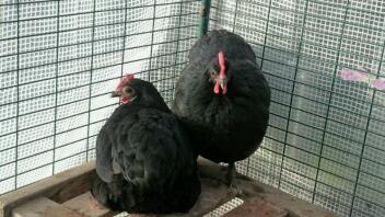 Australorp bantams, Molly and Mandy.