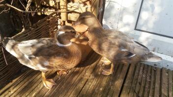 7-8 weeks old call ducks