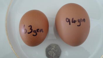 One of our 7 month old hens excelled herself this morning!