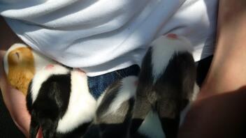all sleeping in the sun by tierney