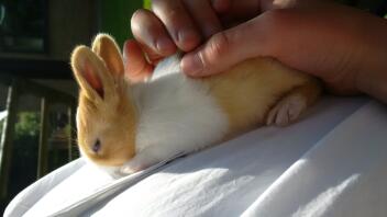 its name is sniffles by tierney