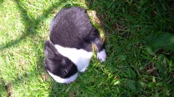 jet enjoying the sun by tierney