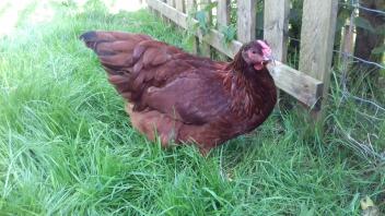 RIR x Golden-laced Wyandotte pullet