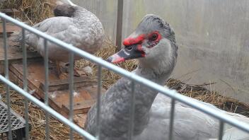 Muscovy