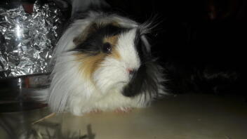 Peruvian