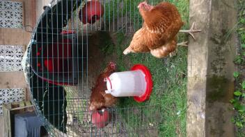 my chickens at home by tierney