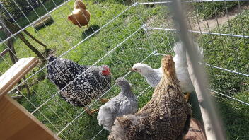 Five chickens on either side of mesh wiering