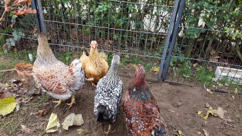 Wyandotte Chickens, Wyandotte For Sale