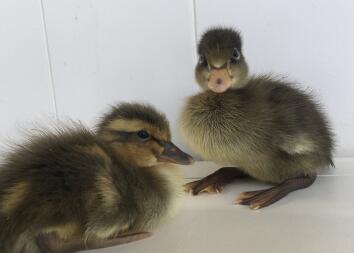 2 day old Trout Runner Ducks