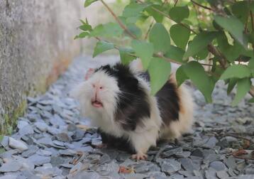 Guinea pig