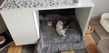 Kittens laying in Omlet Maya Nook
