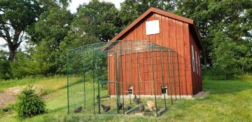 Omlet walk in chicken run connected to wooden chicken coop
