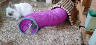 A guinea pig inside a pink play tunnel