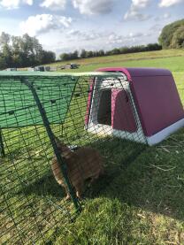 Photo of my new hutch Omlet super 