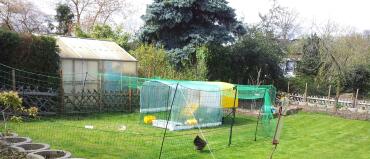 Acclimatisation phase of our chickens 
