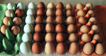 White leghorn and ex battery hens eggs