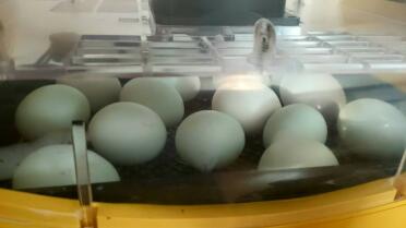 Blue Araucana eggs in the incubator
