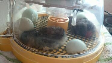 Newly hatched araucana chicks