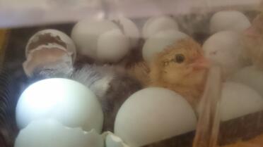 Araucana eggs hatching