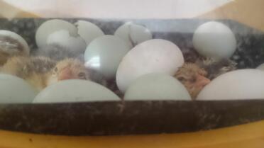 Araucana eggs hatching