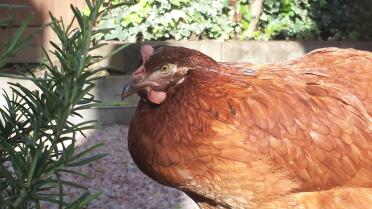 Rosemary meet Hattie Chicken.....