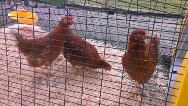 The mrs chickens 