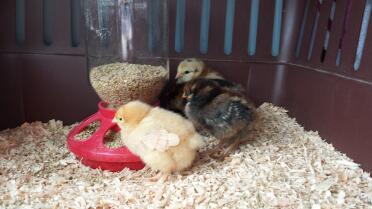 Chicka, our baby Buff Orpington with her sisters Clawdeen a Golendlaced Wyandotte and Charlie an Ameraucana.