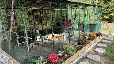 The chicken garden