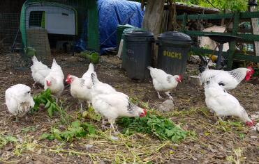 Here is some of the chicks mum's