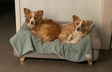 We each have a fantastic Omlet sofa, but we also like to share one from time to time: lima & peaches