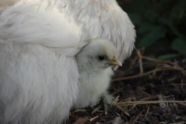 Silkie chick snuggling into her fluffy mum