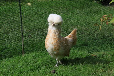 Chicken in garden