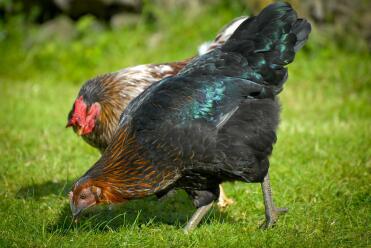 Black Rock Hen