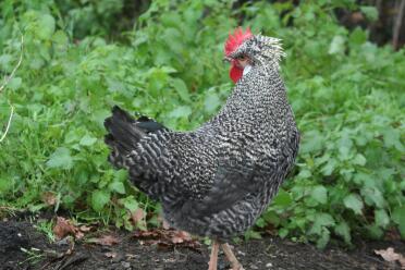 Chicken in garden