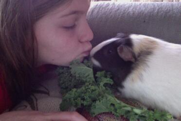Guinea pig kissing girl